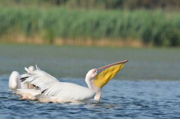 Voyage Roumanie Danube 3