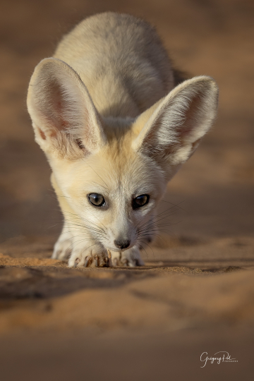 Photo d'un Fennec dans le désert pendant un séjour au Maroc