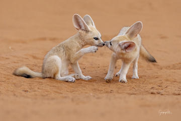 Voyage photo Maroc / Photo de Fennec dans le désert 