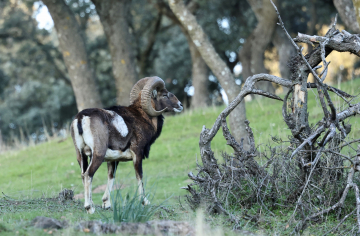 Mouflon Andalousie voyage photo