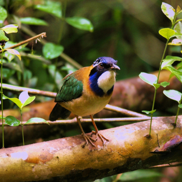 Voyage Madagascar photo 