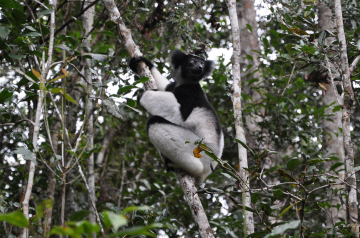 Voyage Madagascar photo lémurien