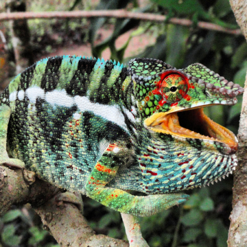 voyage Madagascar photo caméléon