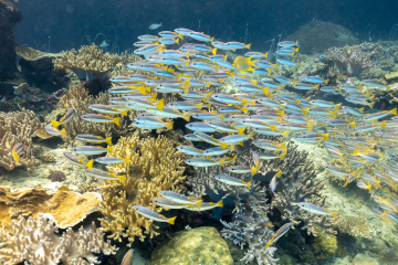 Plongée et photo Raja Ampat