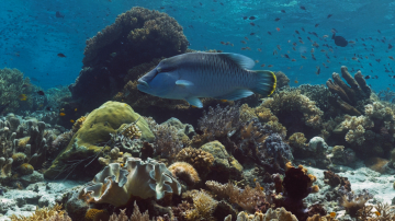 Plongée et photo Indonésie