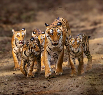 Voyage photo inde tigres
