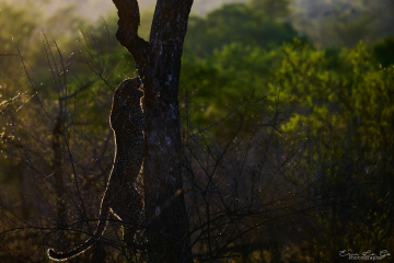 Safari photo en Afrique du Sud