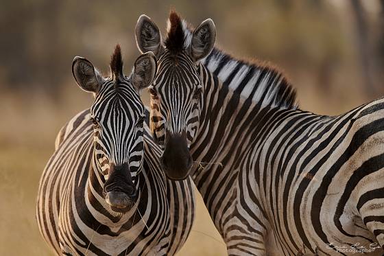 Deux zèbres regardant en face au Botswana pendant voyage photo