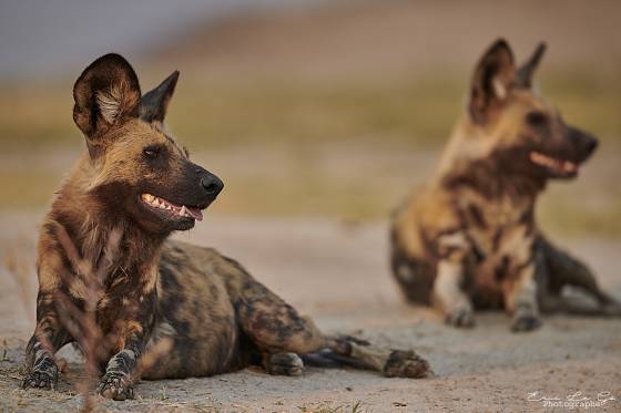 Deux lycaons assis par terre au Botswana lors d'un safari photo