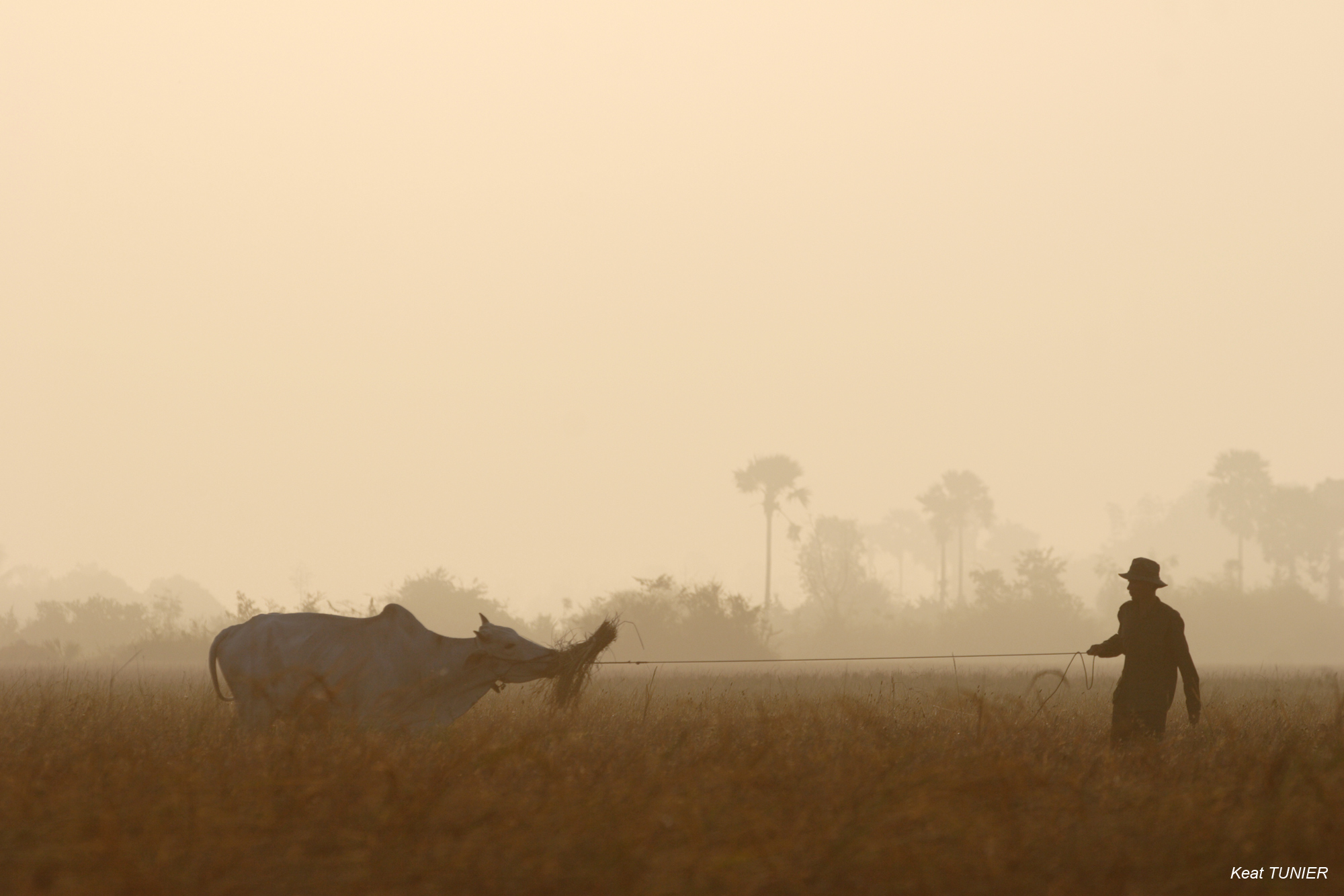Rizière au petit matin au Cambodge