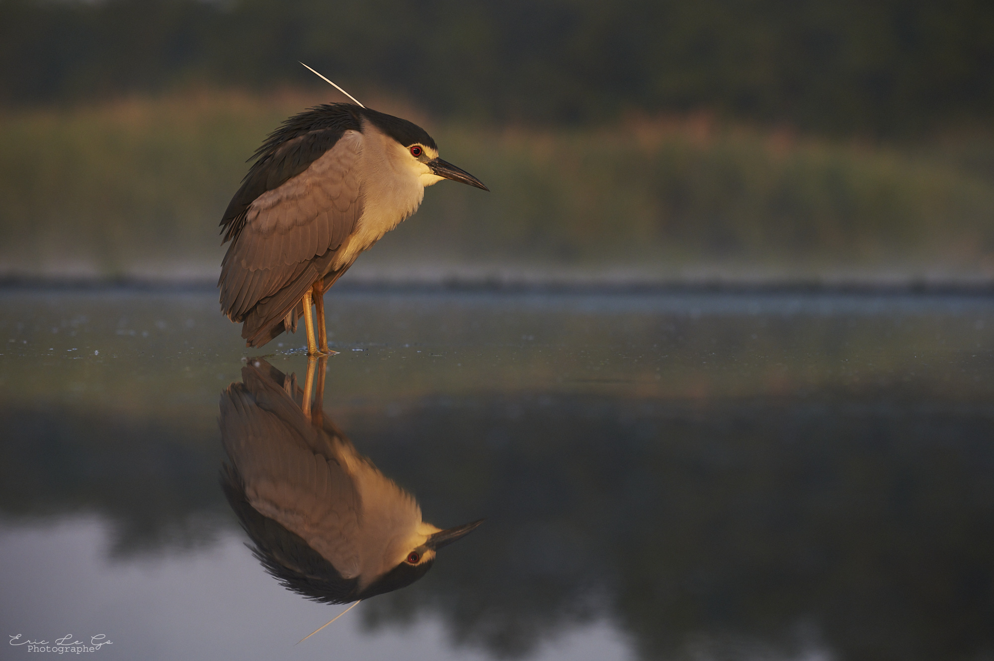 Avifaune du delta du Danube en Roumanie