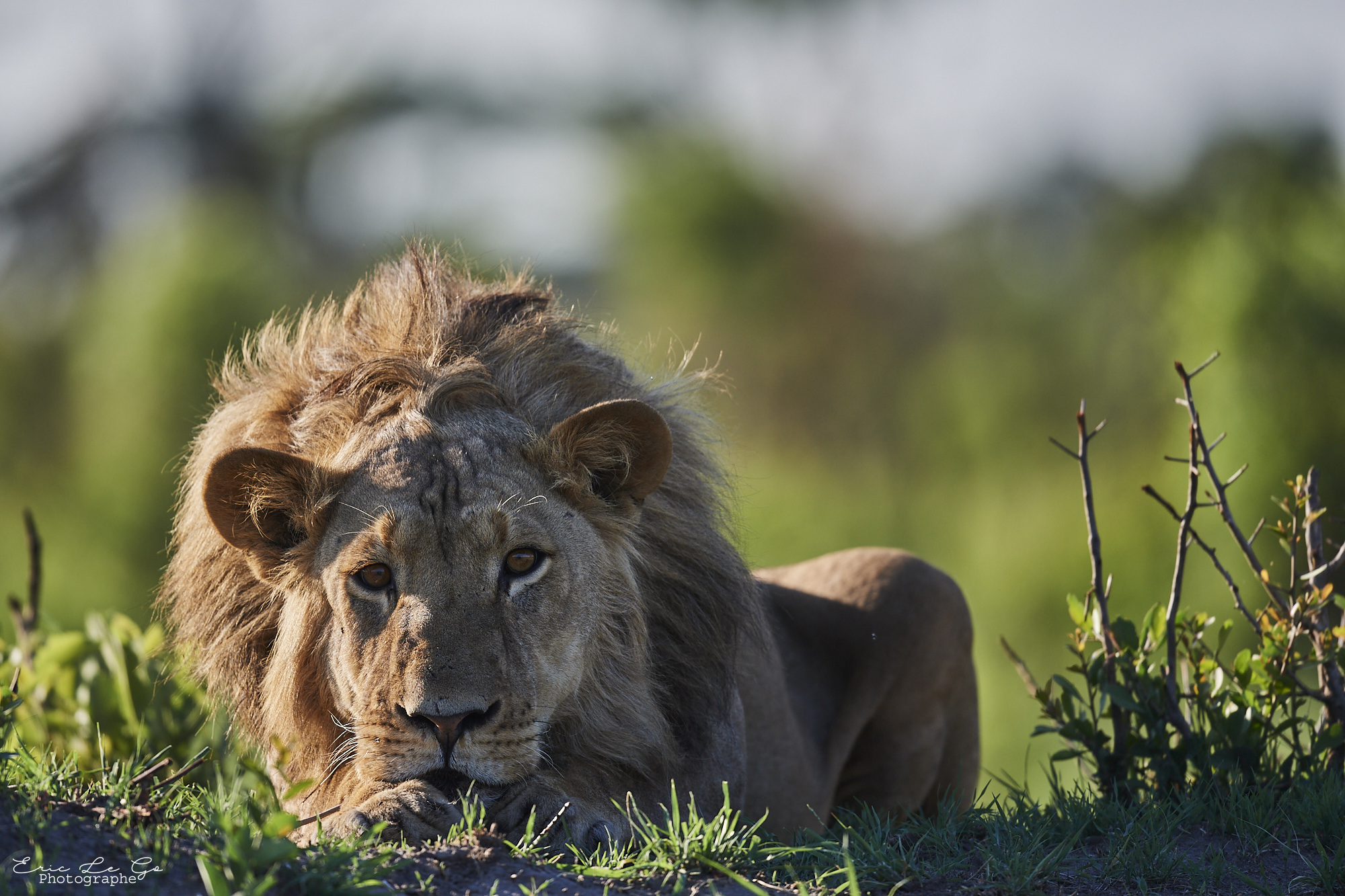 Lion couché au Zimbabwe
