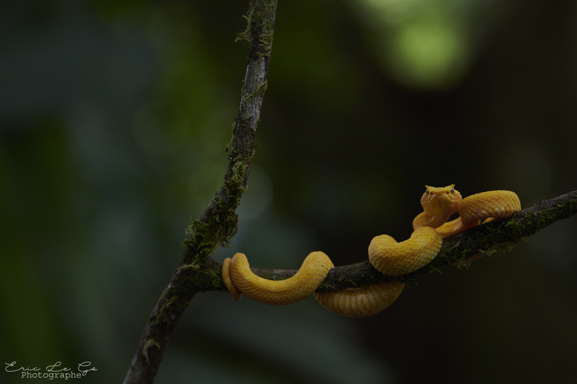 Vipère de Schlegel enroulée sur une branche au Costa Rica
