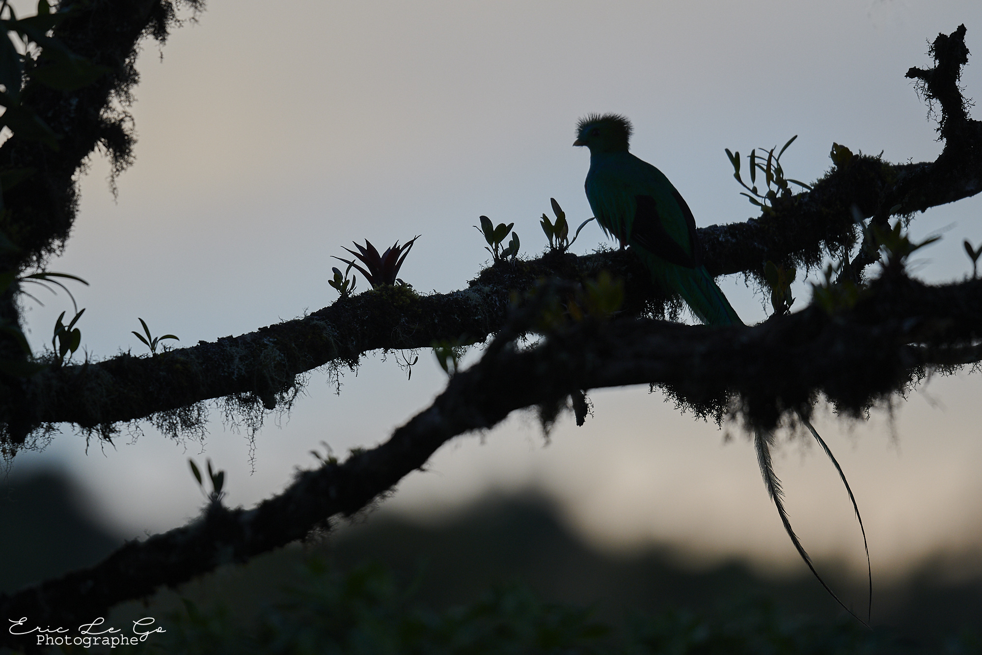 Quetzal perché sur des branches à contre-jour au Costa Rica
