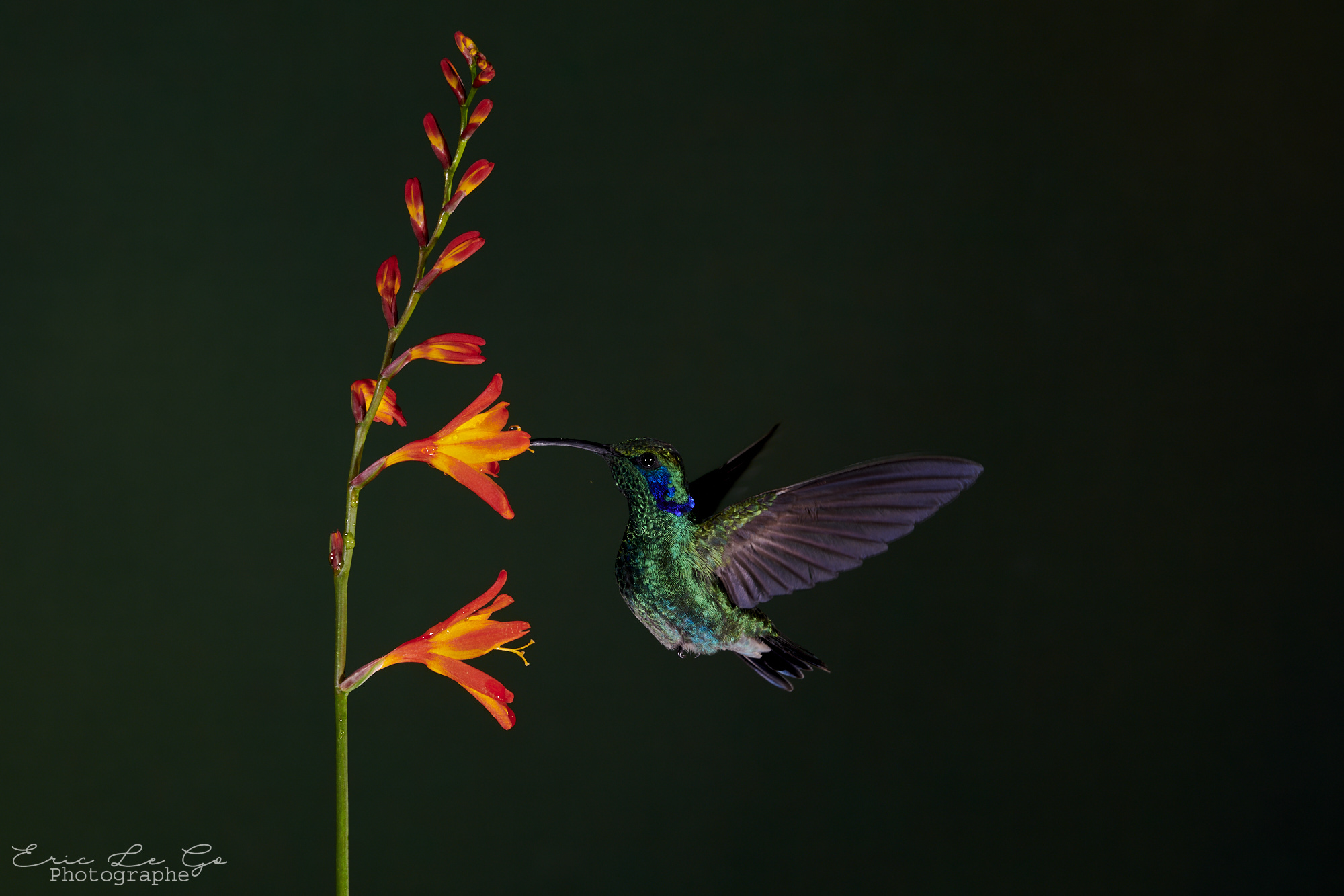 Colibri en train de butiner une fleur au Costa Rica