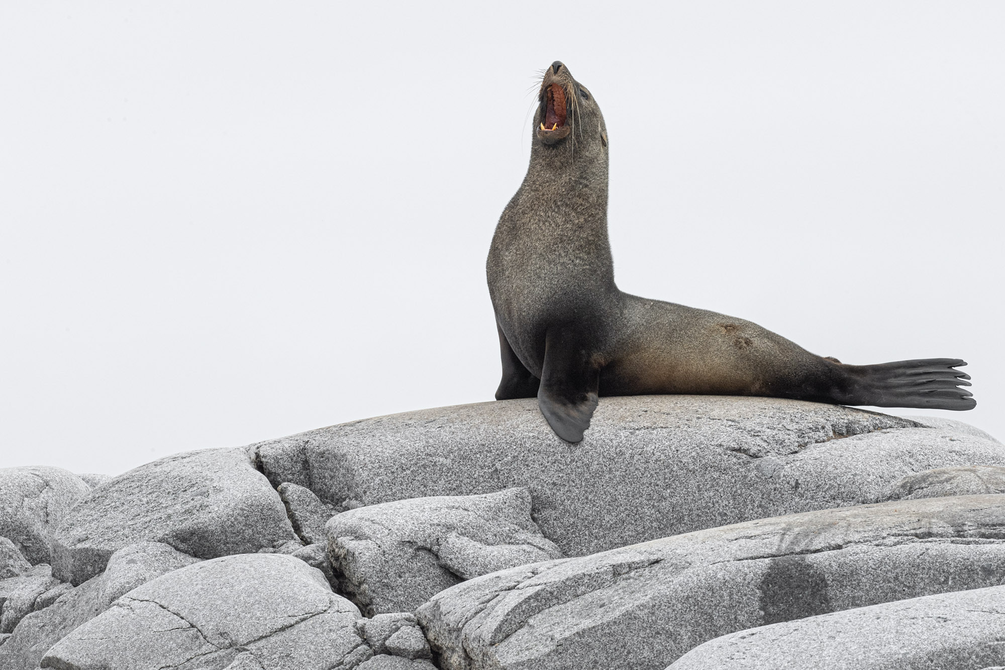 Phoque en Antarctique