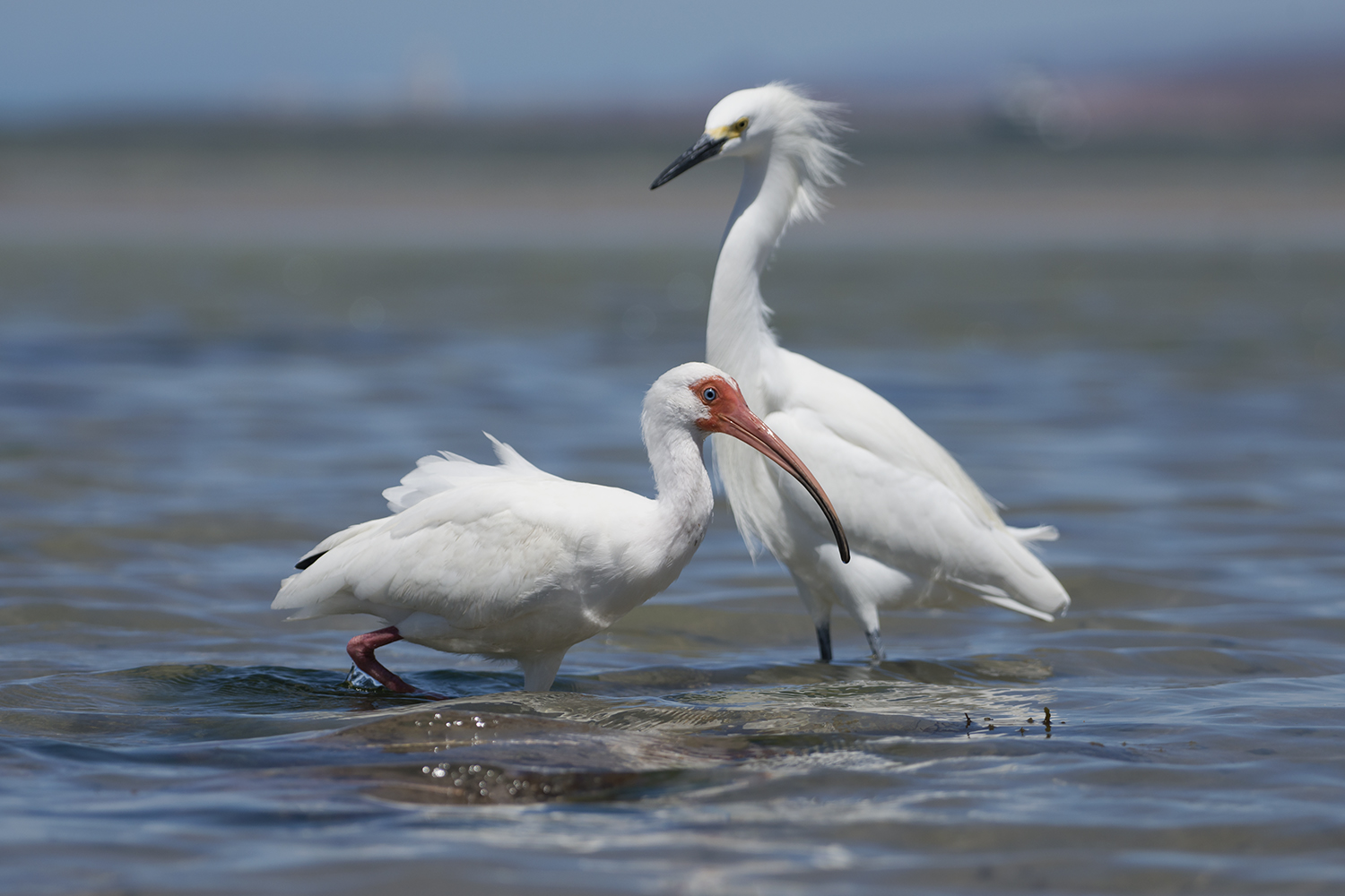 Oiseaux blanc dans la lagune au Mexique