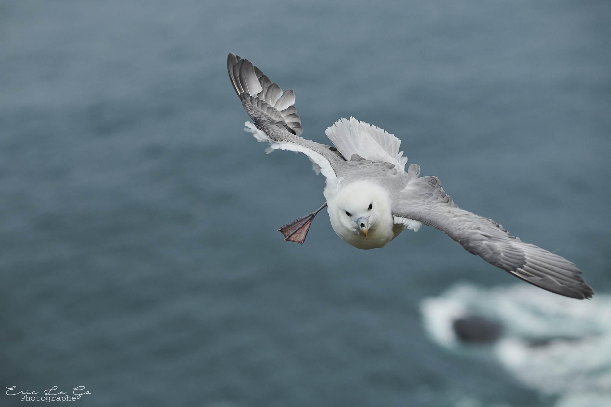 Oiseau blanc en train de voler en Islande