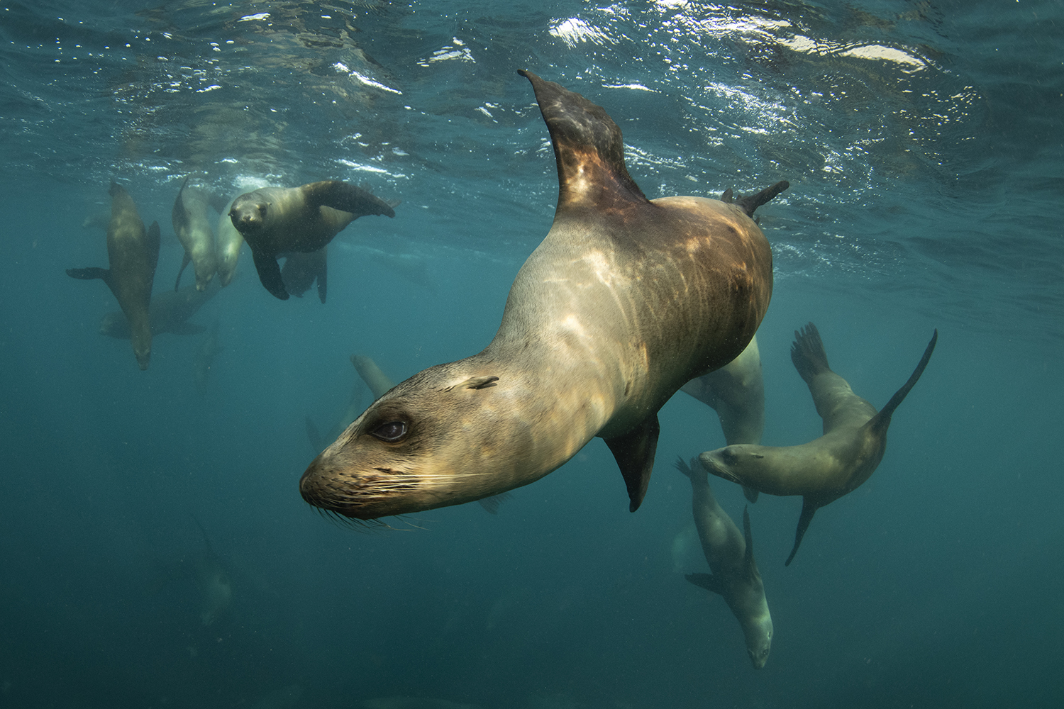 Plusieurs otaries sous l'eau au Mexique