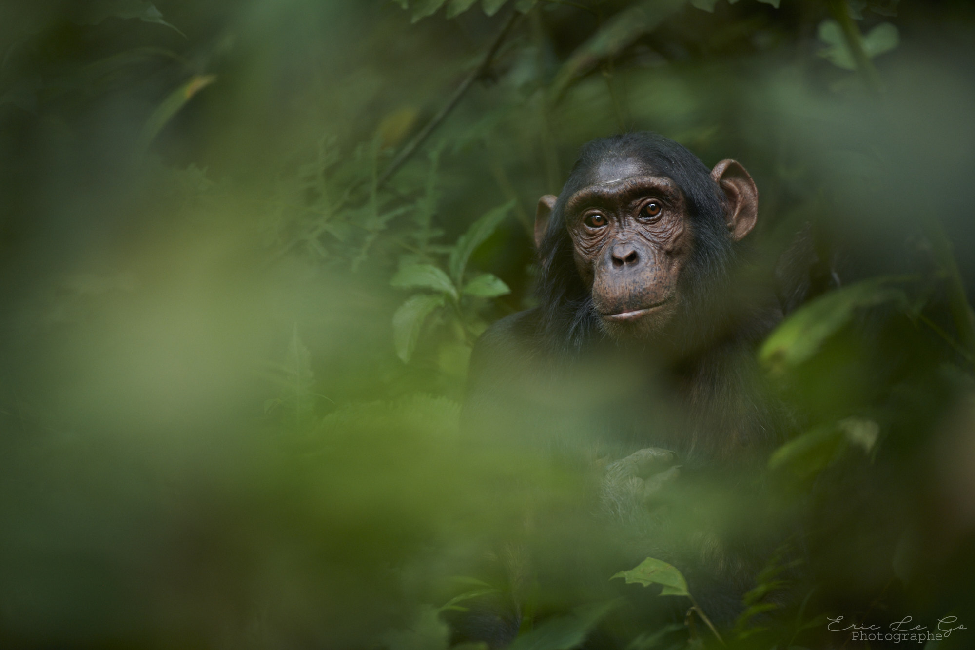 Chimpanzé dans la forêt en Ouganda