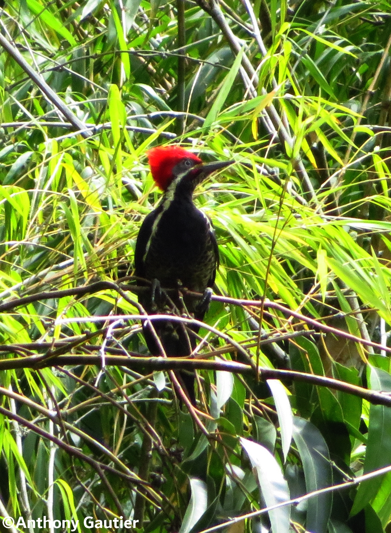 Pic ouentou posé sur des branches en Colombie