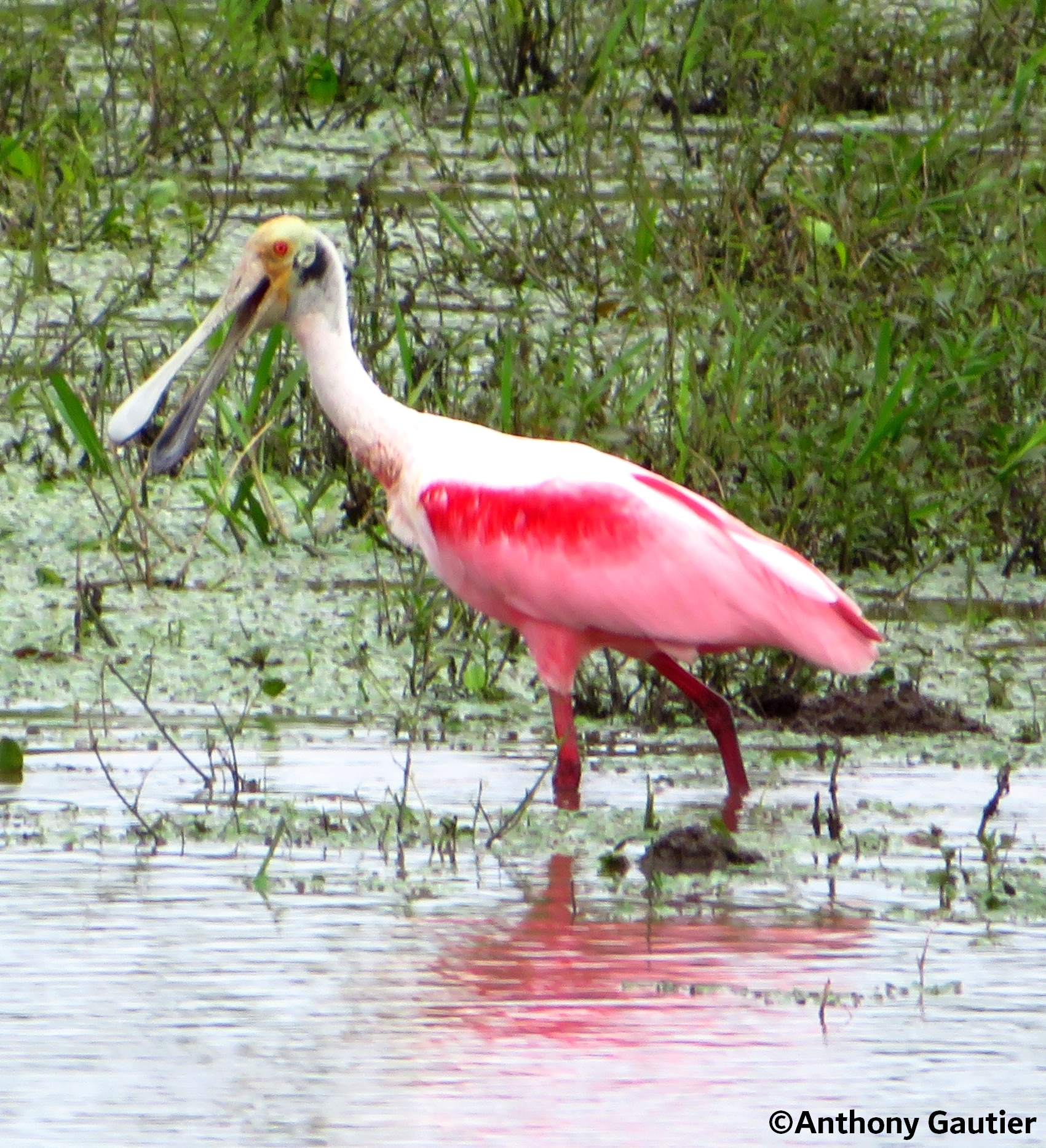Spatule rosée dans l'eau en Colombie