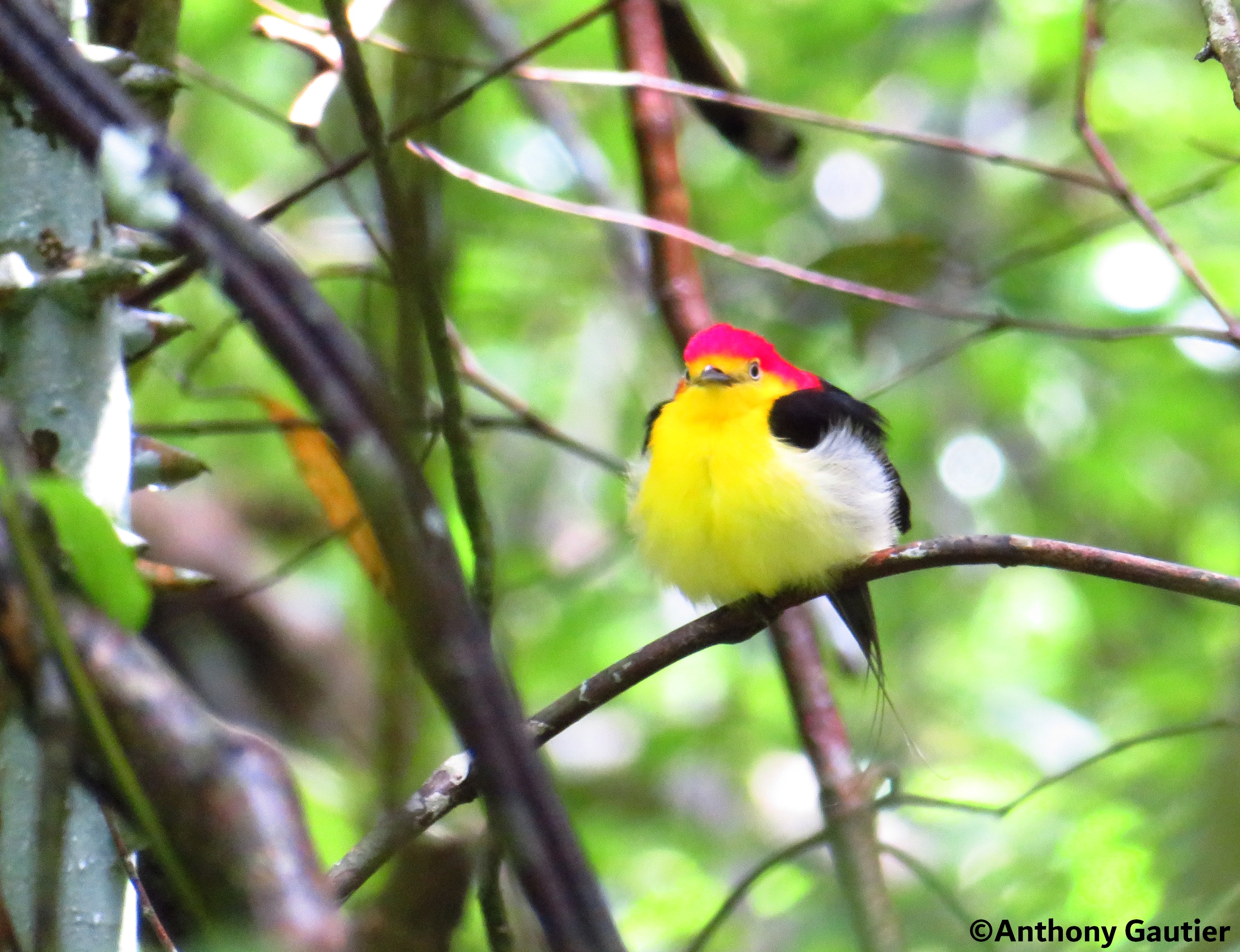 Pipra filicauda perché dans un arbre en Colombie