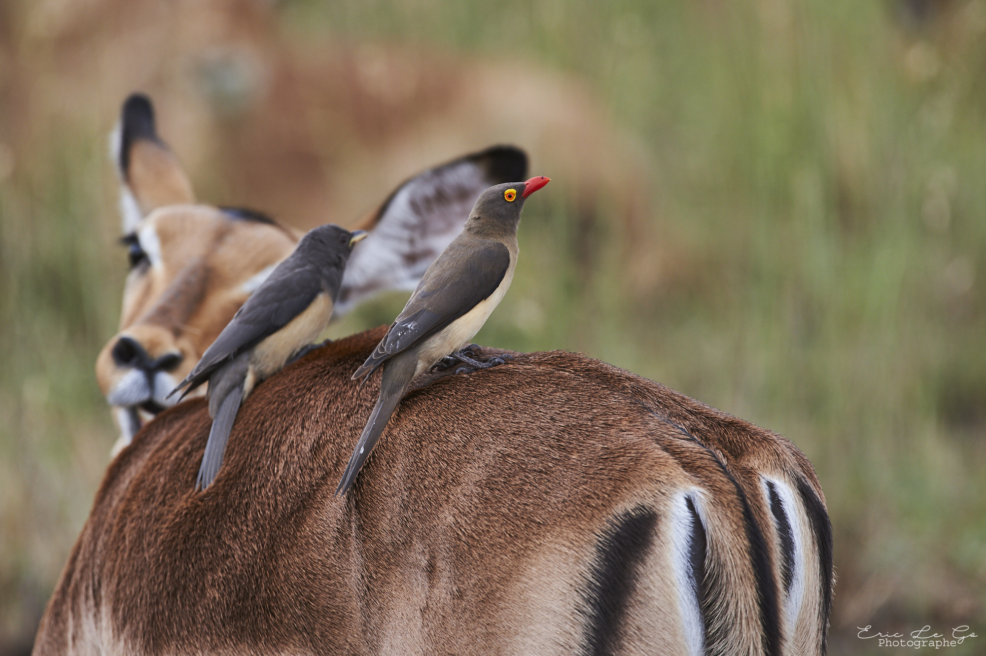 Impala avec deux oiseaux sur lui en Afrique du Sud