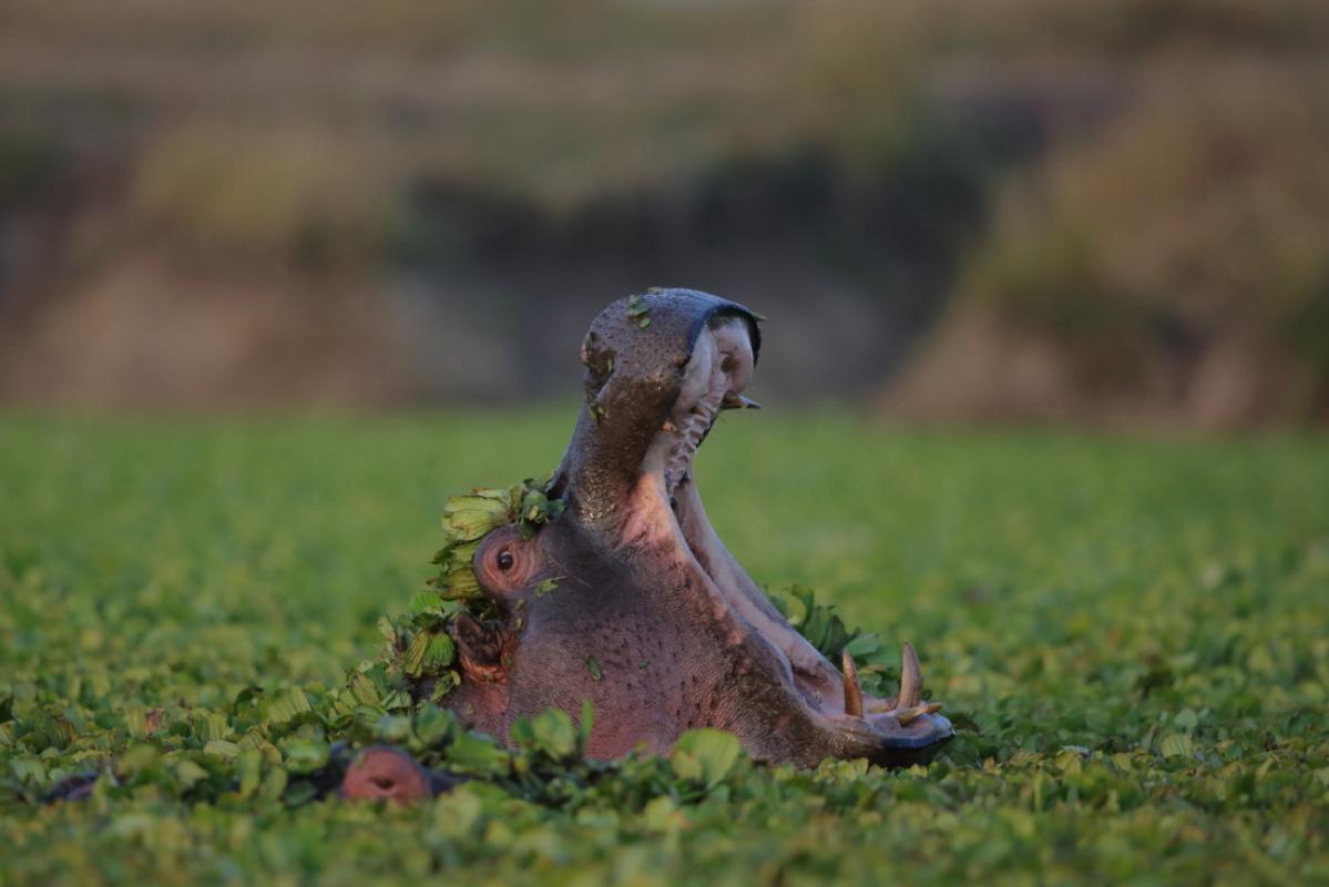 Hippopotame la gueule ouverte au Kenya