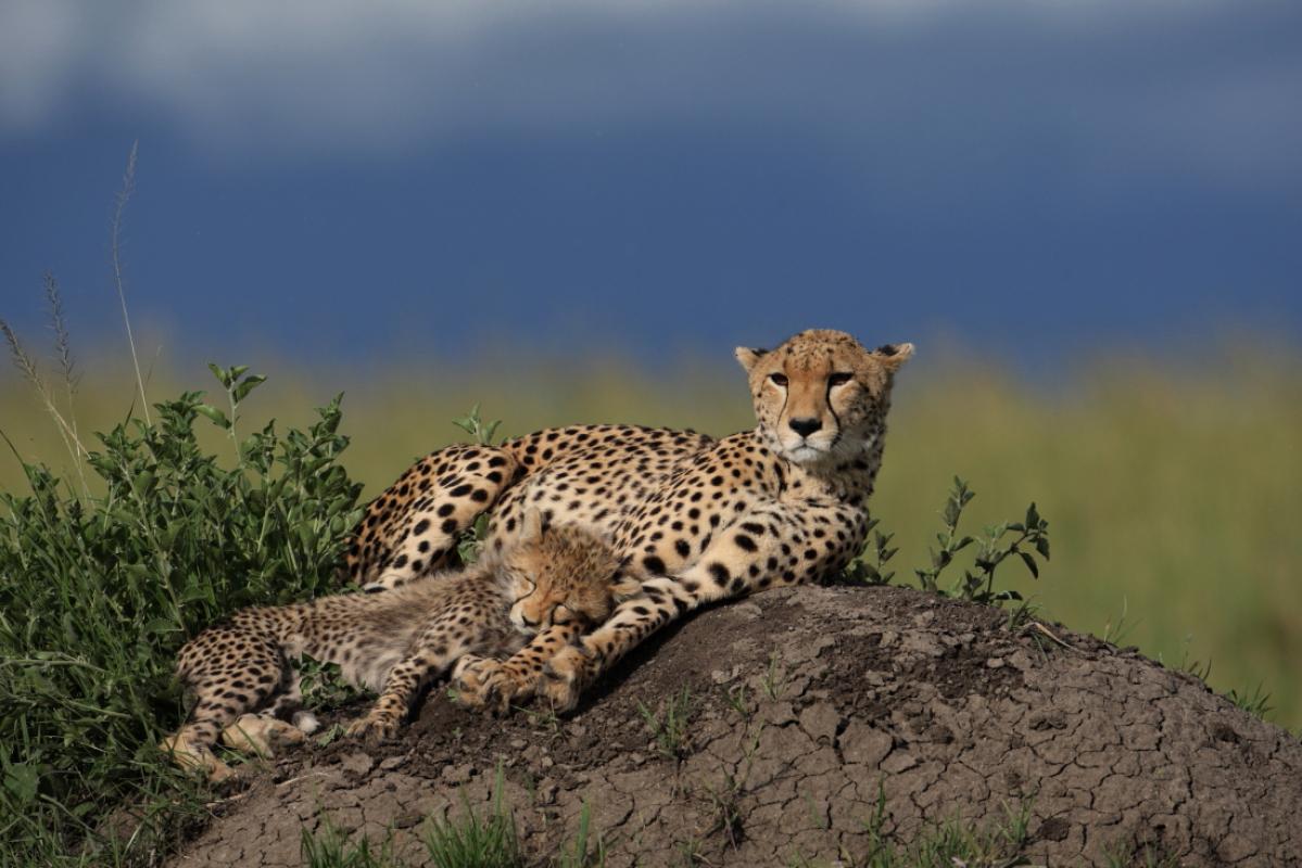 Guépard et son petit couchés sur un rocher au Kenya
