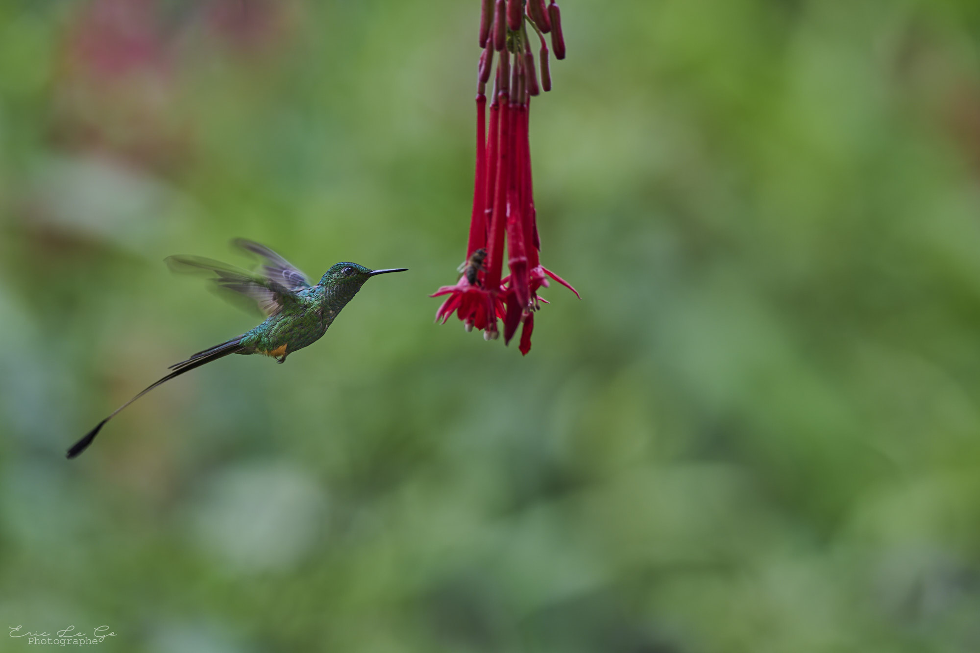 Colibri en train de butiner une fleur en Equateur