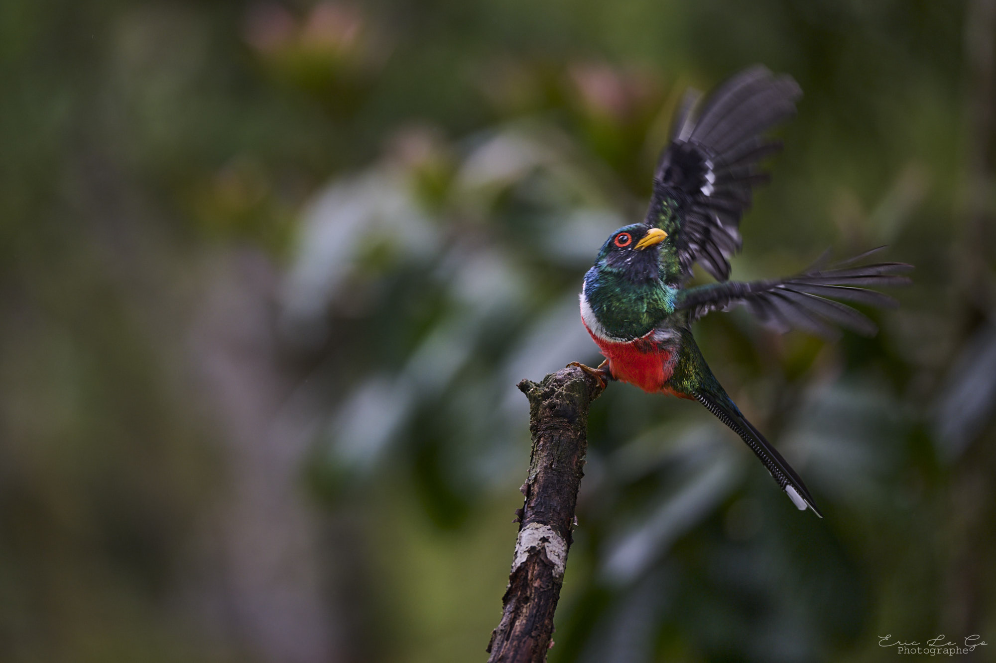 Oiseau coloré perché sur une branche en Equateur