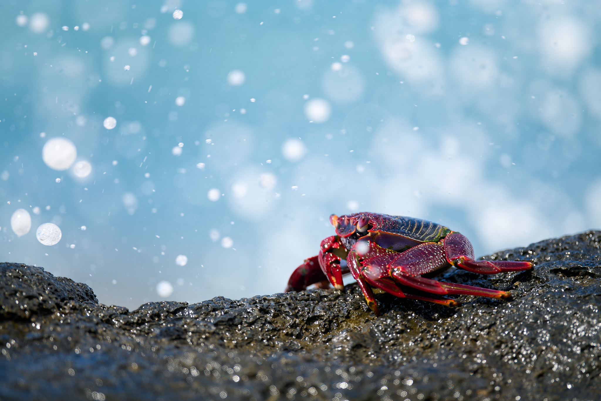 Crabe rouge au bord de la mer aux îles Canaries