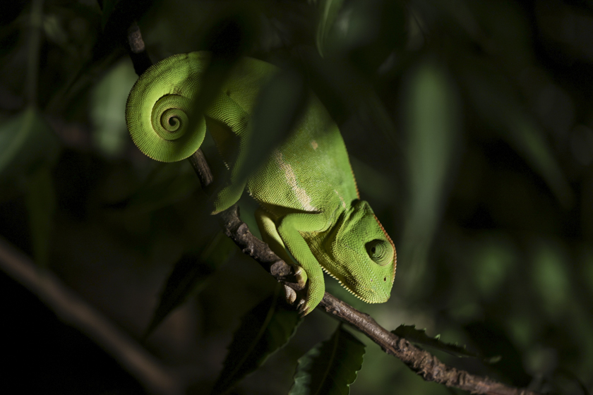 Caméléon Caméléon sur une branche au Sénégal