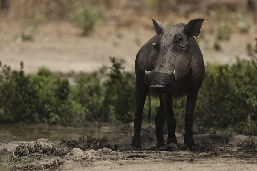 Phacochère Phacochère dans la savane au Sénégal