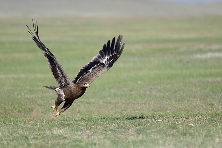 Envol d'aigle en Mongolie