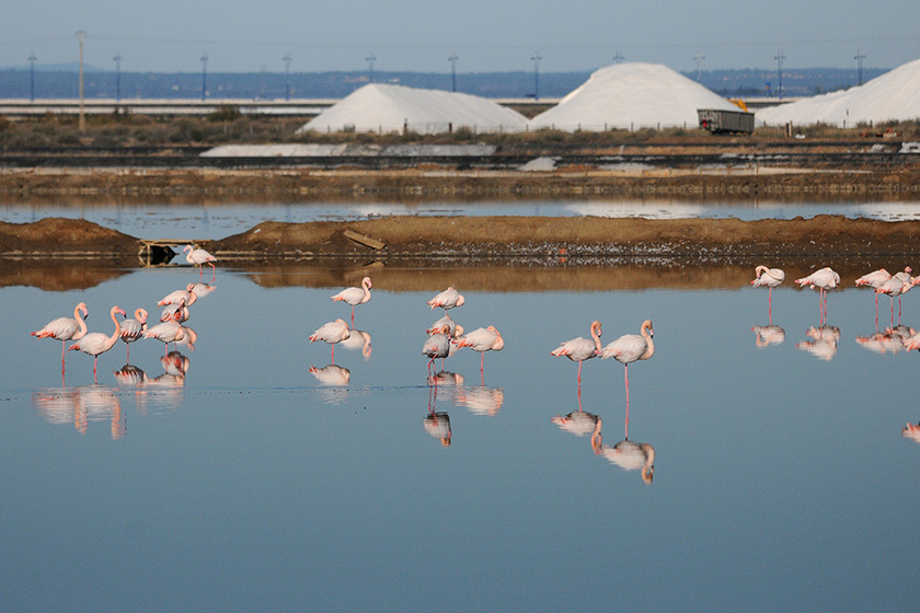 Flamants roses dans des étangs salés en Espagne