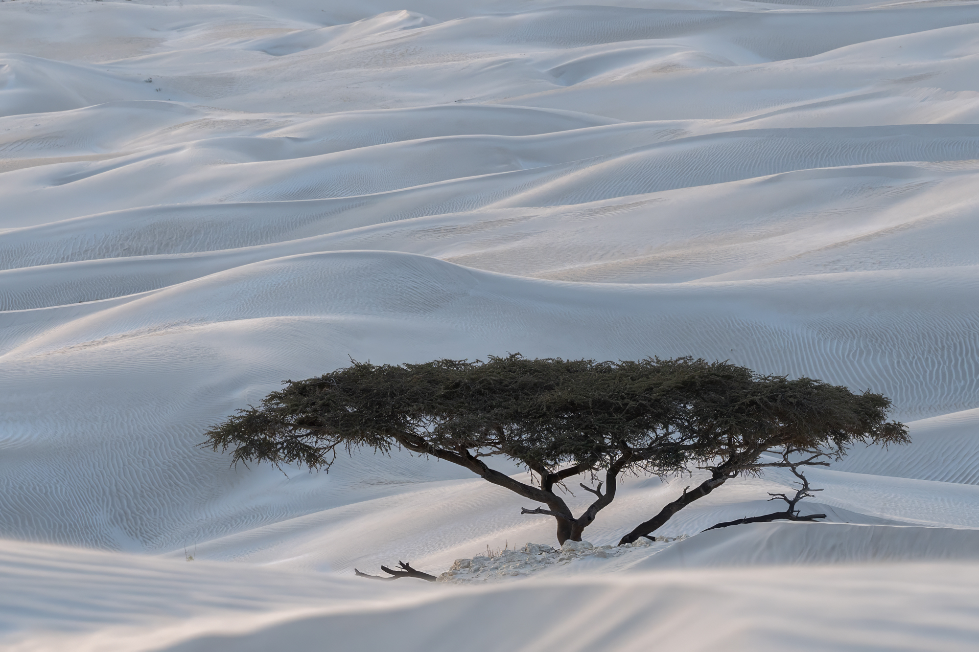 Sugar dunes Arbre isolé au milieu des dunes à Sugar dunes à Oman