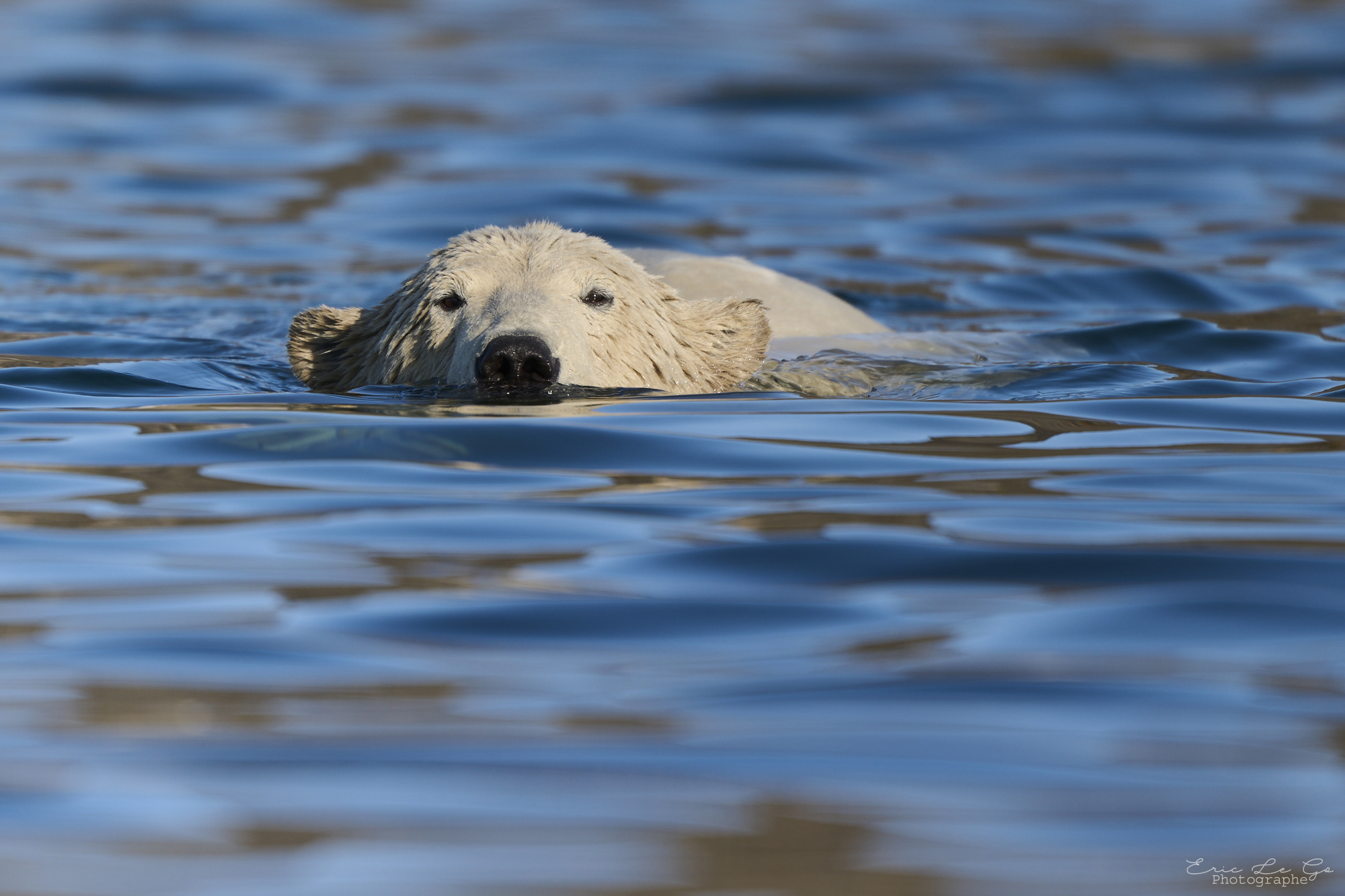 Ours polaire Ours polaire dans l'eau au Svalbard