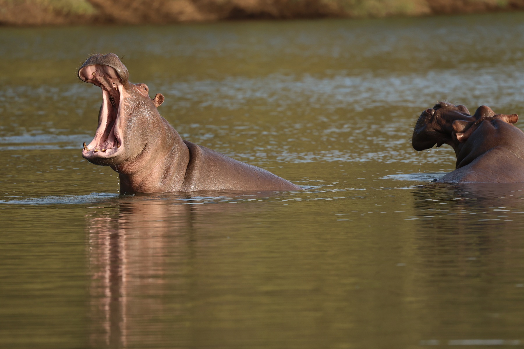 Hippopotames dans l'eau au Sénégal
