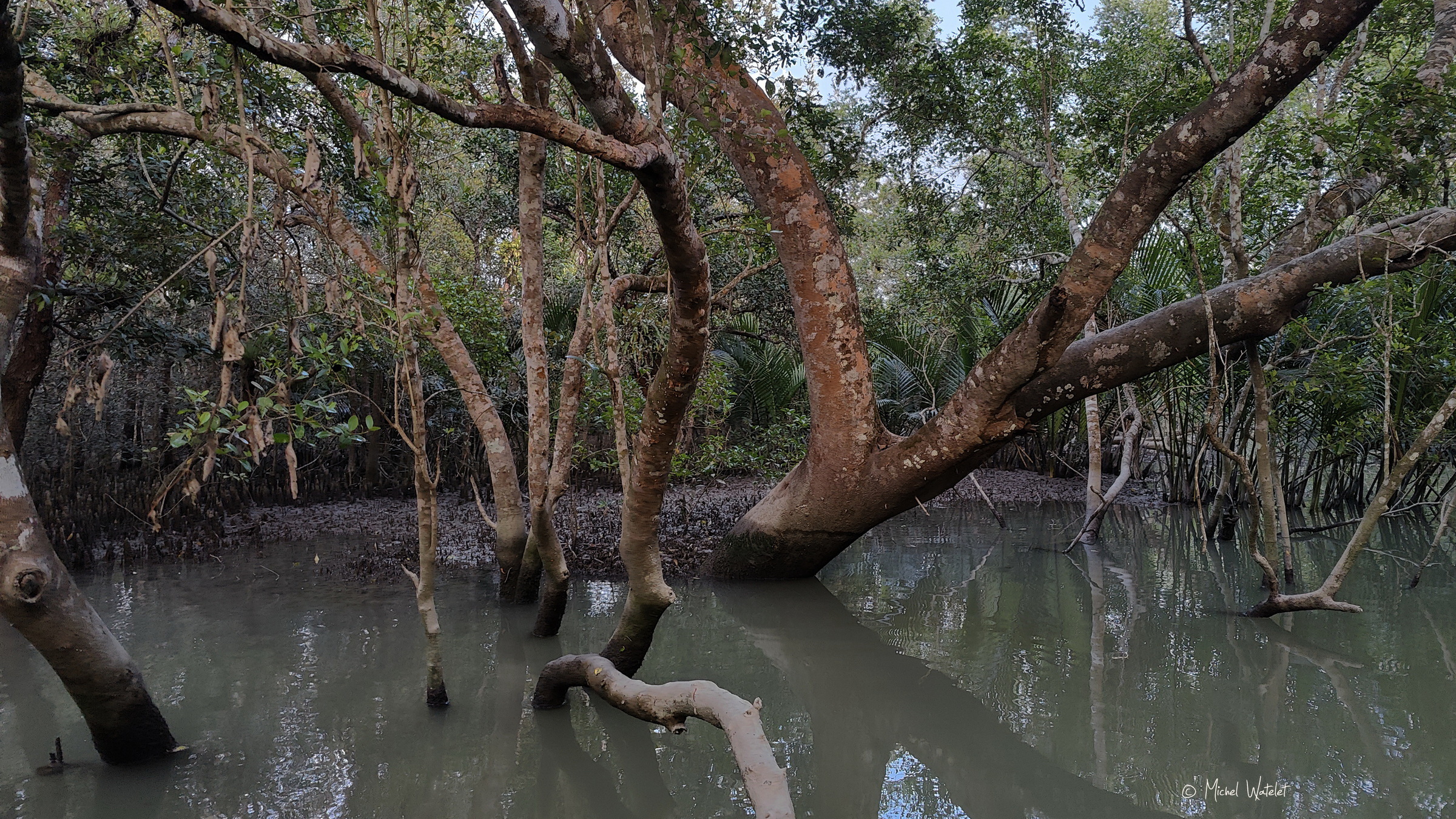 Mangrove Mangrove au Bangladesh