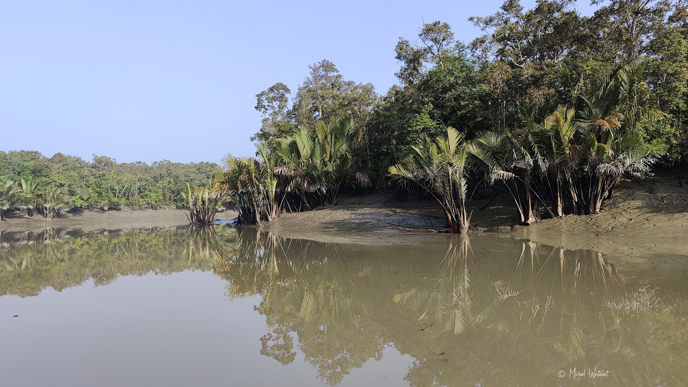 Mangrove Mangrove au Bangladesh