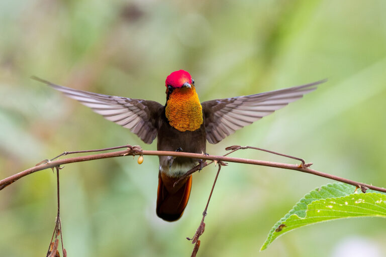 Colibri rubis-topaze Colibri rubis-topaze en Guyane
