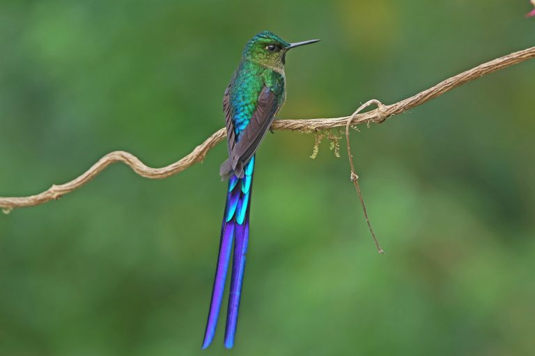 Sylphe à queue violette posée sur une branche au Pérou