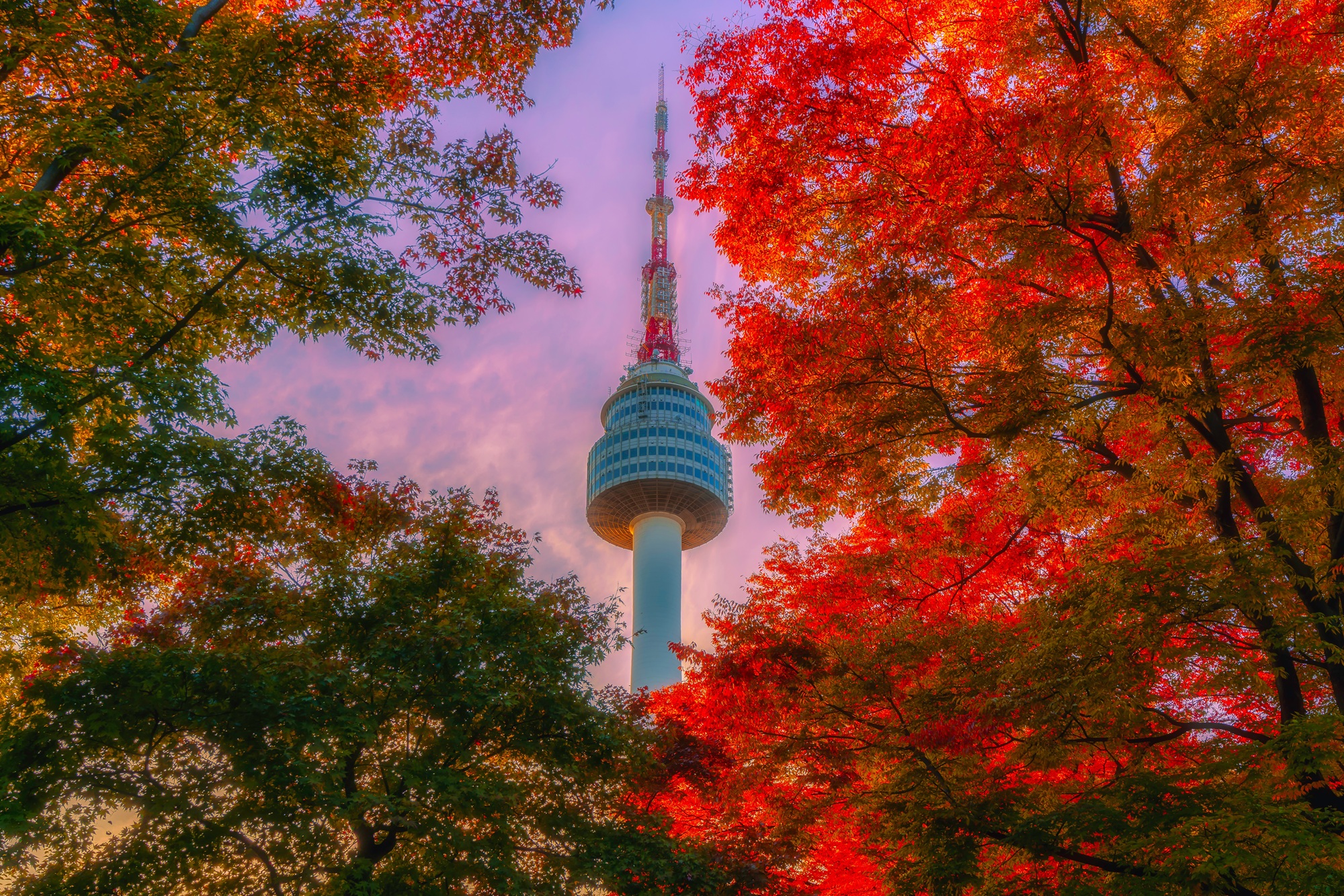 Vue sur la Namsan tower au milieu des feuilles rouges à l'automne