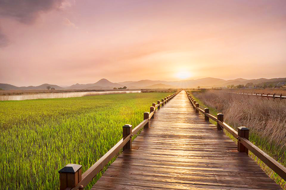 Promenade au milieu des rizières dans la Baie de Suncheon
