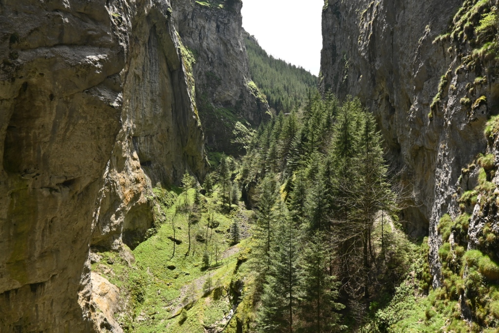 Paysages avec falaises et sapins en Bulgarie
