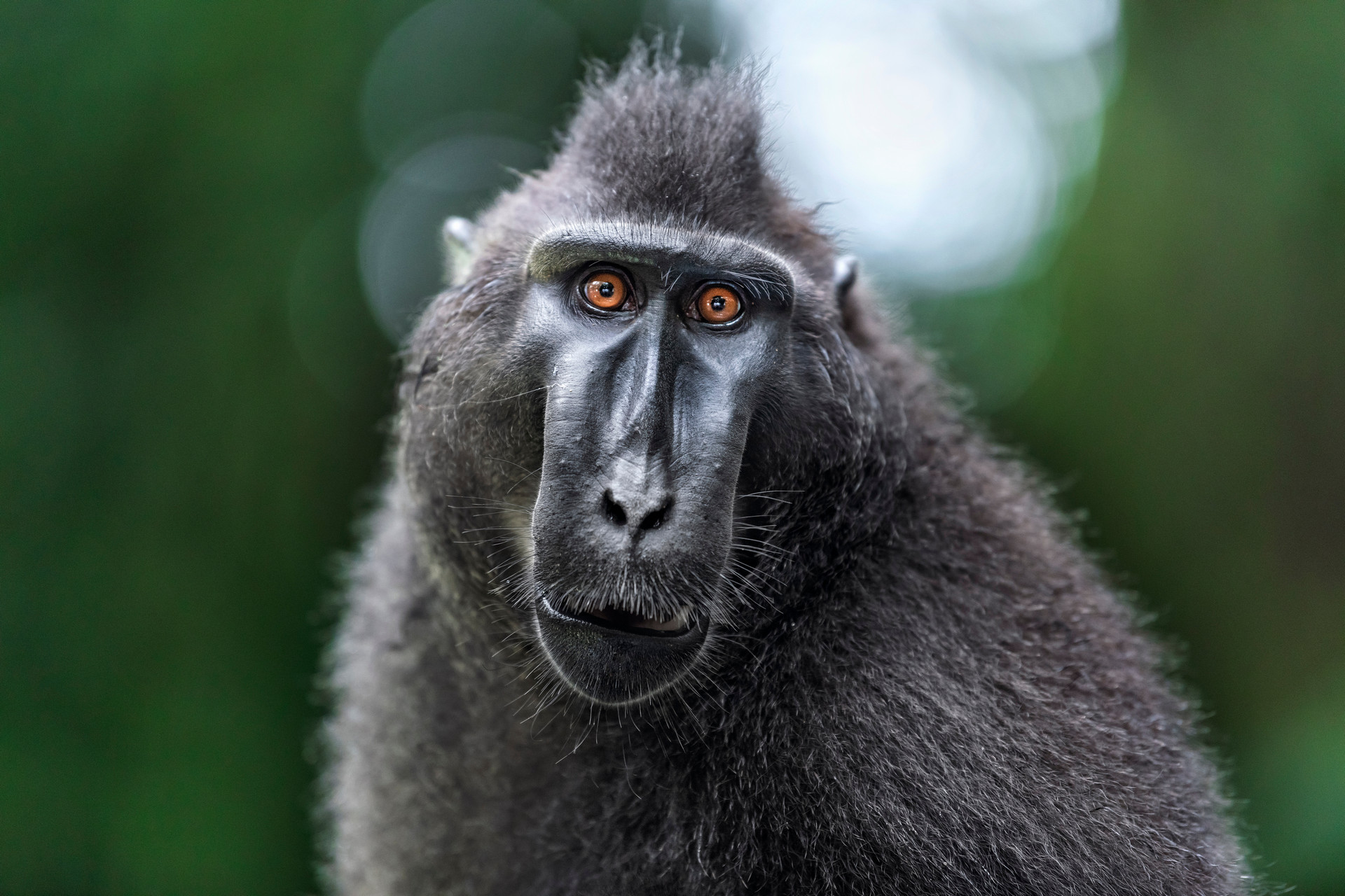 Macaca nigra Macaca nigra en Indonésie