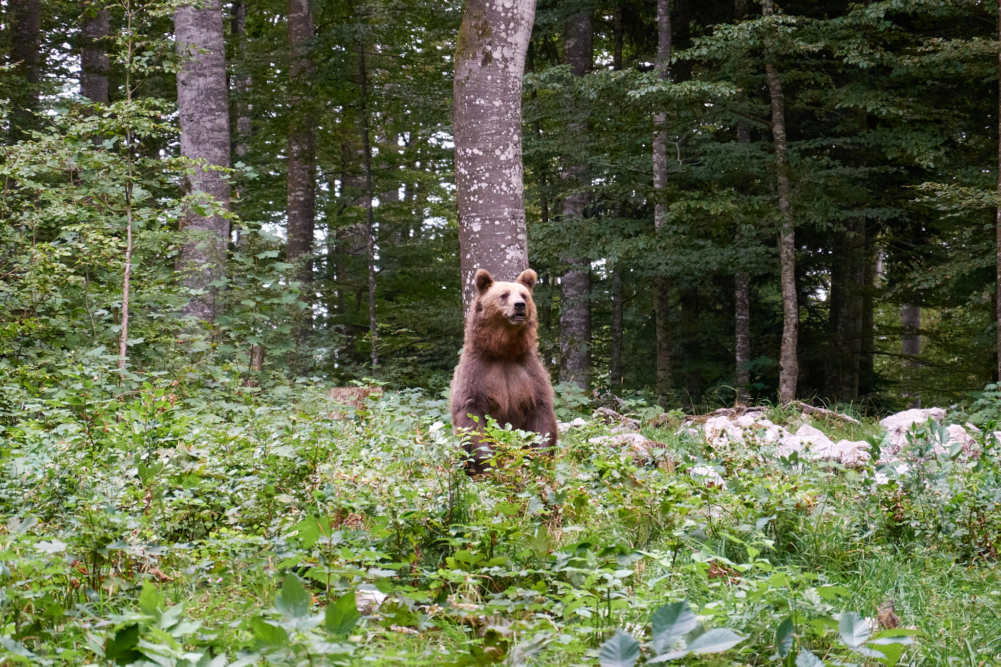 Ours brun debout en Slovénie