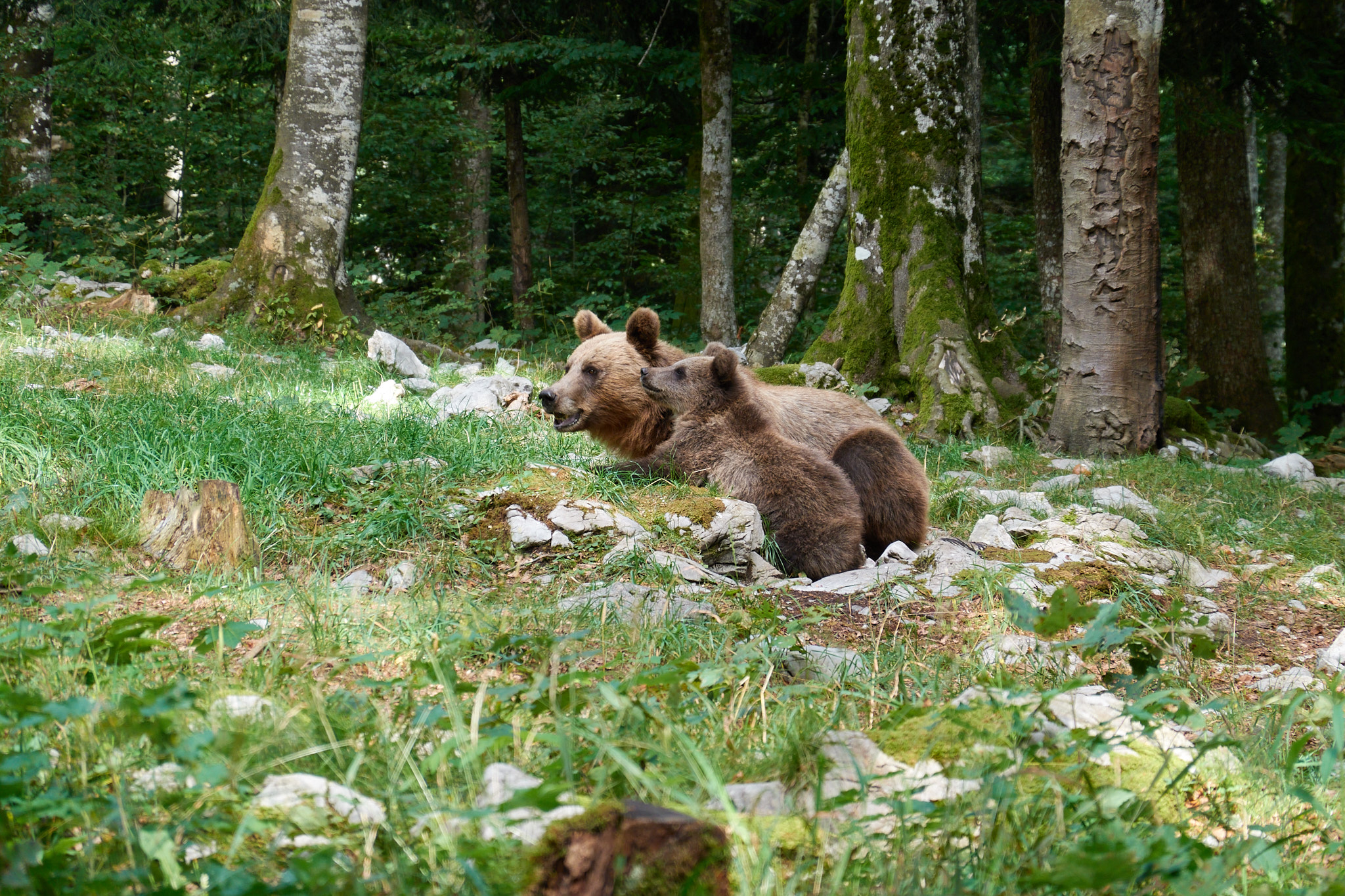 Ours brun et son petit en Slovénie